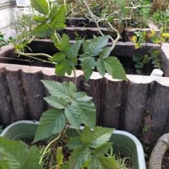 ブラックベリー　苗のサムネイル