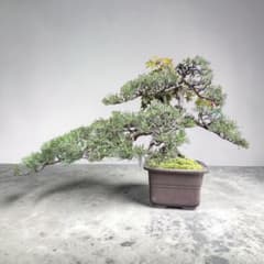 善*蔡様 黒松（樹齢）約50年（特別オークション） 善*蔡様 黒松（樹齢）約50年（特別オークション） - メルカリ