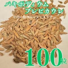 100粒入り】種子 パキポディウム・ブレビカウレ恵比寿笑い（塊根植物