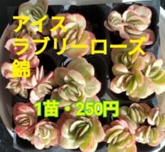 Kaze様 リクエスト 2点 まとめ商品 - メルカリ