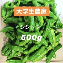 シシトウ 500gのサムネイル