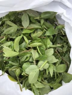 春の山菜3種類３００gのサムネイル