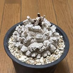 渡*辺様 外周35cm 亀甲竜 特大 ディスコレア エレファンティペス 発根済みのサムネイル