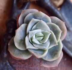 多肉植物・ケベリア ラブリーローズのサムネイル