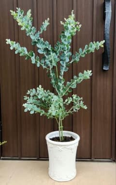 パールアカシア セラミック鉢植え ミモザ 苗 オージープランツ - メルカリ