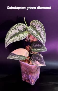 スキンダプサス グリーンダイヤモンド 1 - メルカリ