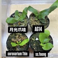 ビカクシダ 苗 4種セット 月光爪哇 AG14 他 - メルカリ