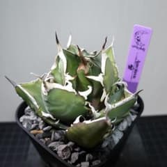 titanota hades　厳選子株　鉢のままメルカリ便発送　5/31画像更新 555オークション‼️】【鉢のまま発送】1227 アガベ チタノタ 雪峰