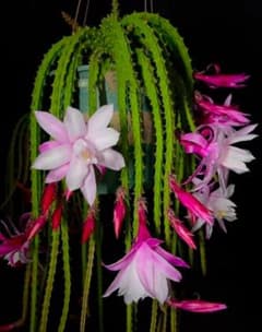サボテン Aporocactus Candy Pink花甘い香り - メルカリ