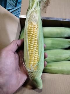 スイートコーン　訳あり　3kg本日収穫分のサムネイル
