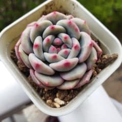 多肉植物 アリエル☆エケベリア☆ ① - メルカリ