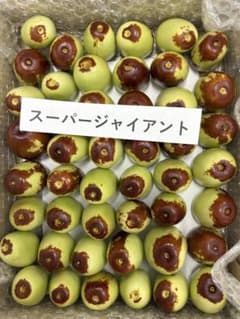 なつめ　大粒　スーパージャイアント クール便　9/15朝採り　残り僅かのサムネイル