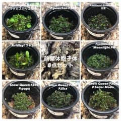 安いビカクシダ セーラームーンの通販商品を比較 | ショッピング