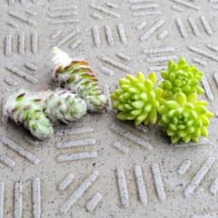 多肉植物 51　多肉まとめ売り ウェルデルマニー・ウインクレリーのサムネイル