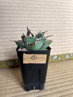 アガベ　覇王竜⑦のサムネイル