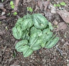 カンアオイ 奈良県産 山野草 - メルカリ