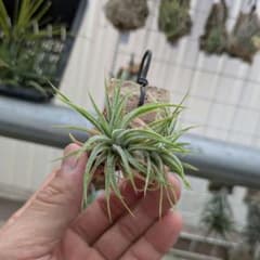 メルカリ便　イオナンタ　アルボマジナータ　クランプコルク着生 チランジア イオナンタ コルク付き エアープランツ - メルカリ