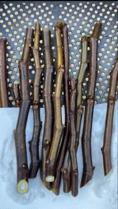イチジク穂木ロングドゥート8本のサムネイル