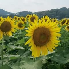 YUME様専用のサムネイル