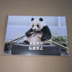 匿名配送】王子動物園 ジャイアントパンダ 旦旦 タンタン ポストカード