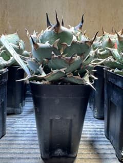 アガベ チタノタ ハデス 中株 オテロイ レッドキャット SAD シエラ