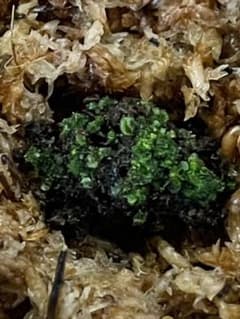 ビカクシダ　ピューチャン Platycerium Peawchanの前葉体のサムネイル