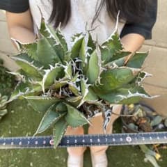 H*o様 アガベ チタノタ「海王」荒々白縁 強棘鋭牙 厚葉ワイルド 三頭群生 ひ*ら様 アガベ チタノタ 「海王」3頭群生 極上株 強棘狂い 厚葉