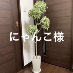 ❇︎フィカスベンジャミン☺︎スターライト6.5号プラ鉢付き❇︎ - メルカリ