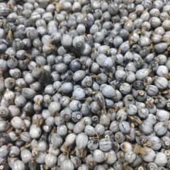 数珠玉     ３００gのサムネイル