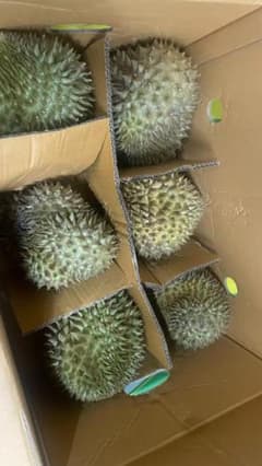 訳アリ】タイ産榴蓮ドリアン1.0kg～1.3kg/1玉 - メルカリ