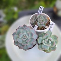 エケベリア 多肉植物 3苗セットのサムネイル