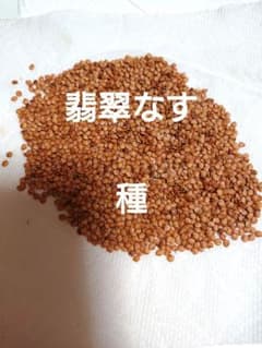 令和5年度 翡翠なす種 50粒 グリーンなすのサムネイル
