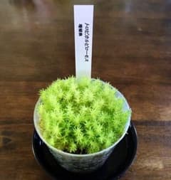 ［本物］トロピカルピローモス 大【KSB】のサムネイル