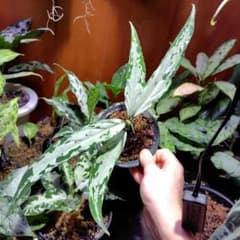 名間さん専用です。LA便 　天照　Aglaonema pictumのサムネイル