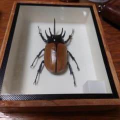 標本2 つ 5本ツノカブト、コーカサスオオカブト - メルカリ