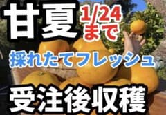 1/24 迄　甘夏　受注後収穫採れたてフレッシュ　農薬不使用　約5.5〜6kg弱のサムネイル