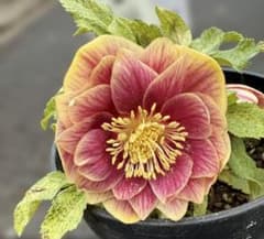 ☆斑入り！美しいオーレア！紅ピンクソレイユ ラベル付き☆クリスマス