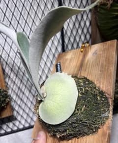 ビカクシダ ベイチー p.Veitchii wild sp 子株 板付 - メルカリ
