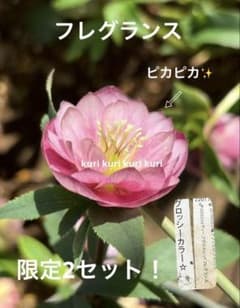 発送お任せ❣️■原種系 小輪 フレグランス＆グロッシー■クリスマスローズ クリスマスローズ種子☆グロッシーカラーピンクフレグランス☆3粒
