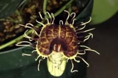 アリストロキア　フィンブリアータ　種　200粒　ウマノスズクサ　山野草　観葉植物のサムネイル