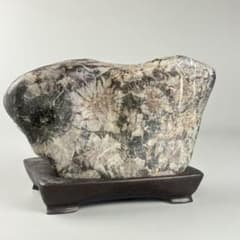 古美術 菊花石 飾石 天然石 約10.4kg 盆石 鑑賞石 古美術 菊花石 飾石 天然石 約10.4kg 盆石 鑑賞石 - メルカリ