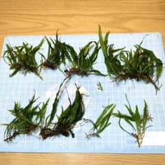 ミクロソリウム ナローリーフのサムネイル