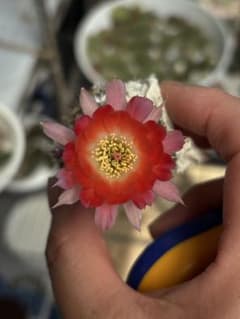 新種】多肉植物 花サボテン 白檀 12 (カキコ) - メルカリ
