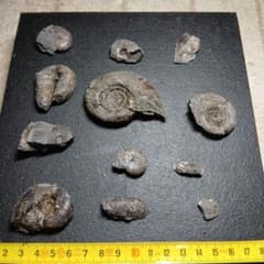 北海道三笠産アンモナイト化石12点セット - メルカリ