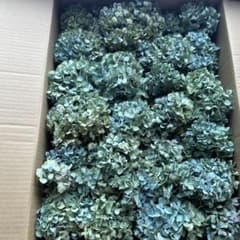 紫陽花ドライフラワー L2 120サイズ 秋色紫陽花 北海道産 タイムセール