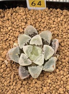 ハオルチア　白帝城変異　天使のサムネイル