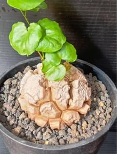 亀甲竜のサムネイル