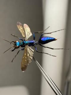 【標本】雷属性のルリイロジガバチ エメラルドゴキブリバチに酷似の寄生蜂 標本】雷属性のルリイロジガバチ エメラルドゴキブリバチに酷似の寄生