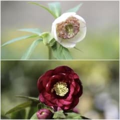 mame様専用「セール」クリスマスローズ 小苗 モーリー×フレグランス