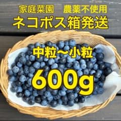 本日昼12時まで】朝摘み 中粒〜小粒 生ブルーベリー 600g 農薬不使用